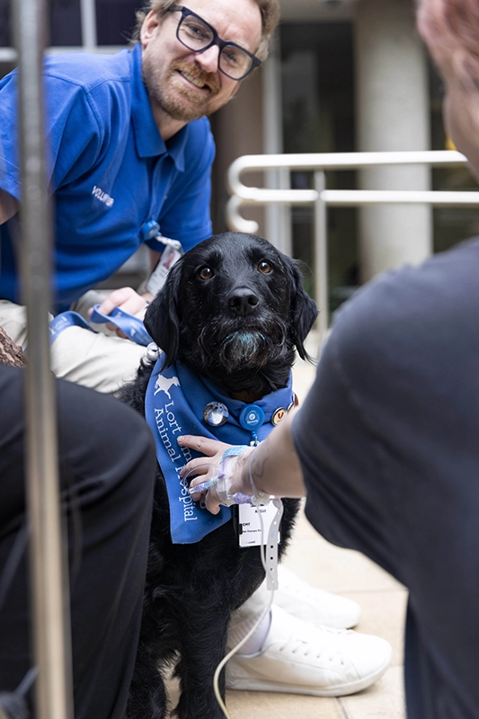 Therapy dogs - Epworth HealthCare