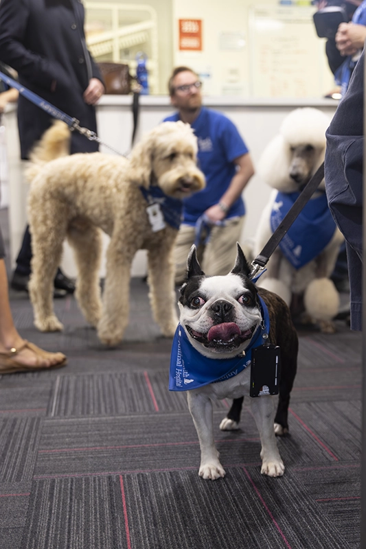 Therapy dogs - Epworth HealthCare