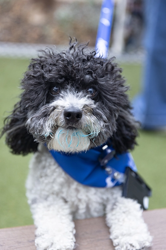 Therapy dogs - Epworth HealthCare
