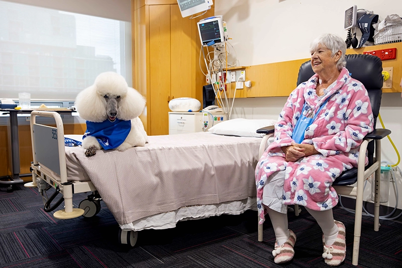 Therapy dogs - Epworth HealthCare