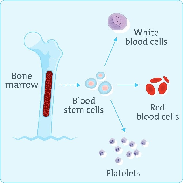 bone marrow diagram