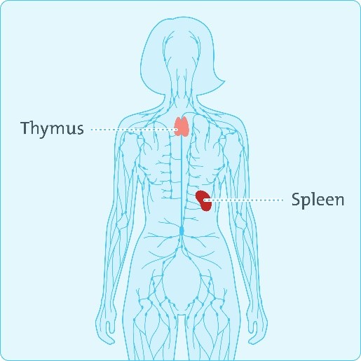 lymphatic system diagram
